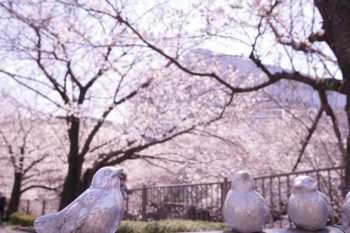 すずめちゃんたちもお花見♪ 桜を見上げてますね～(^^)