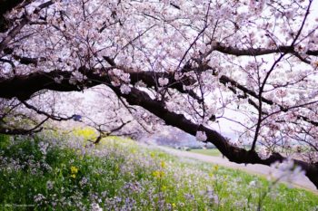 斜面スレスレまで桜の枝が伸びているので桜に包み込んでもらえます☆