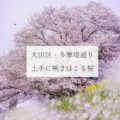 【桜】多摩堤通りの桜は夢のようなお花畑気分が味わえます（東京都大田区）