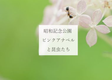 ピンクアナベルと昆虫・アイキャッチ