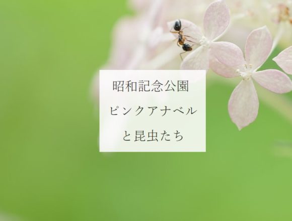 ピンクアナベルと昆虫・アイキャッチ