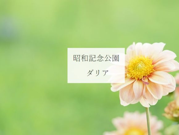 昭和記念公園のダリア・アイキャッチ