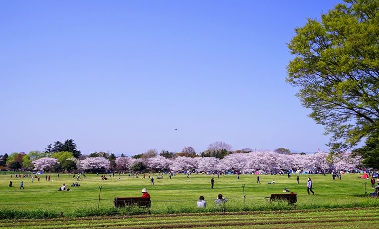 昭和記念公園の桜 様々な場所 時間帯によって表情を変える桜に見惚れます 東京都立川市