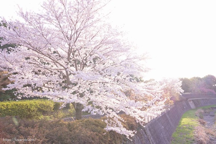 （17:04）夕方の光と桜☆