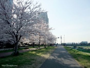 2012/4/10（7:28）朝の光と桜が爽やか☆ 右手がガス橋。