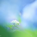 八木崎公園の紫陽花の写真6枚 [2016年6月]（山梨県南都留郡）