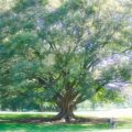 都立野川公園：青空と大木と一面に広がる芝生（東京都三鷹市、小金井市、調布市）