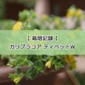 【栽培記録】カリブラコア ティペットW：2021年10月～初めての冬越し～2022年4月の開花まで