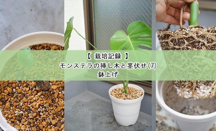 本日締め切り✪モンステラ デリシオーサ 茎挿し 茎伏せ 挿し木苗