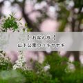山下公園の林で咲くユキヤナギの写真6枚 [2022年3月] 機材：SONY α7II + SEL90M28G（神奈川県横浜市）